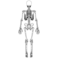 Download Stock Image: Anatomy Skeleton Back