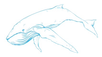 Download Stock Image: Whale Graffiti Line 3