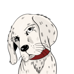 Download Stock Image: Dog White