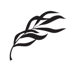 Download Stock Image: Leaf Shadow Style09