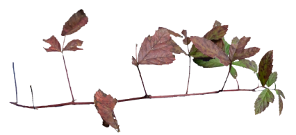 Download Stock Image: Plant Branch Texture 23